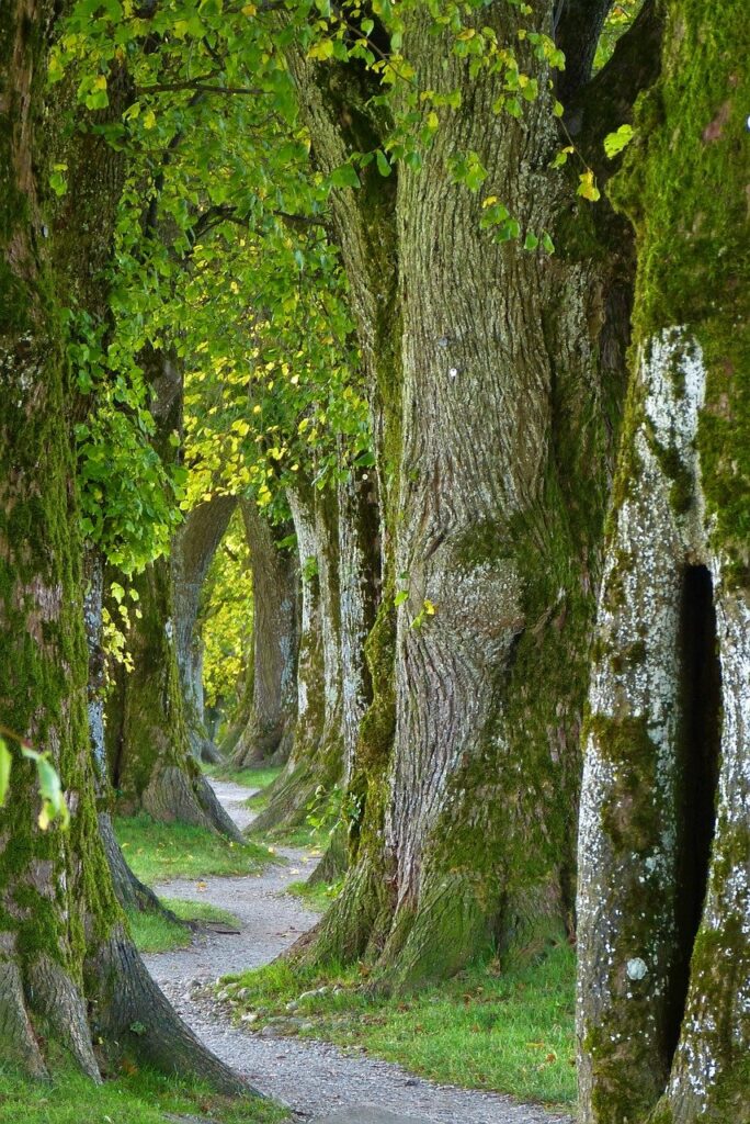 trees, path, trail-2897757.jpg
